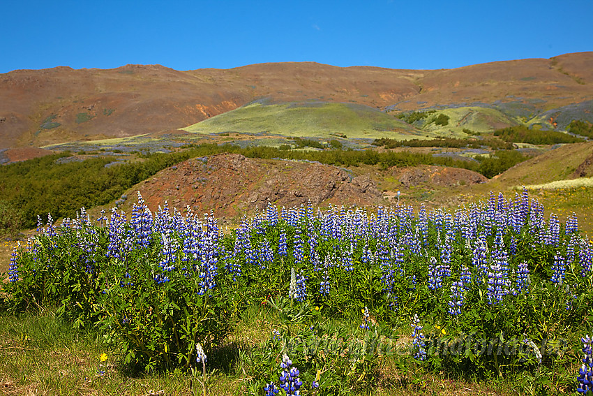 Ved foten av Kistufell like ved populær sti mot fjellet som ligger et kort stykke nord for Reykjavik.