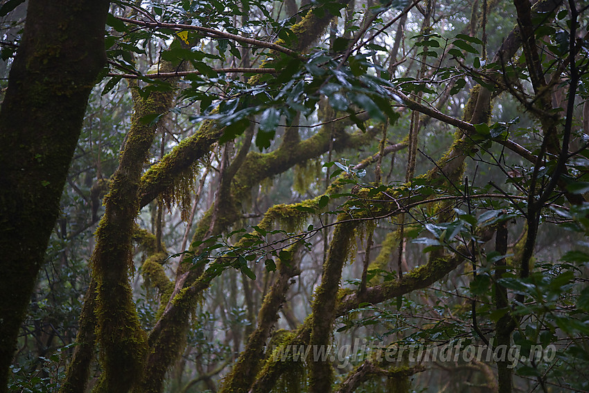 Regnskoglignende skog nordøst på Tenerife.