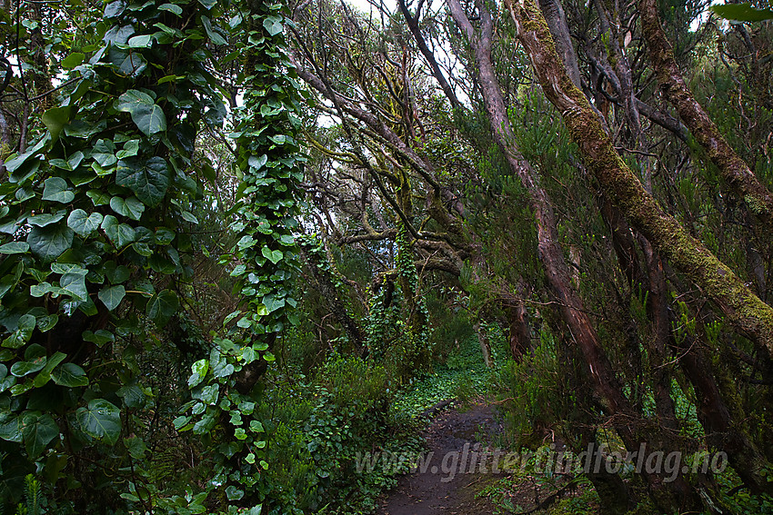 Regnskoglignende skog nordøst på Tenerife.