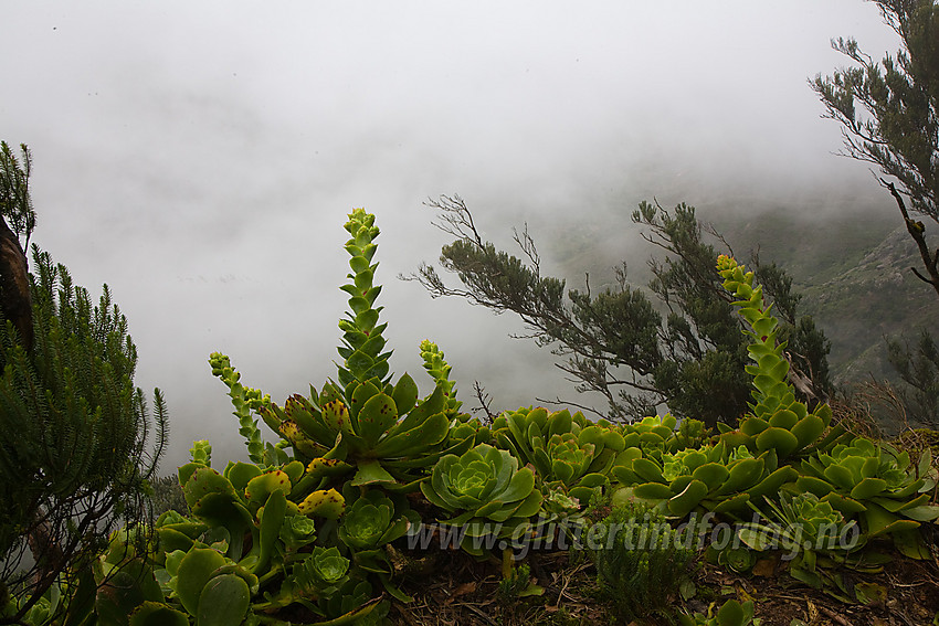 Regnskoglignende skog nordøst på Tenerife.