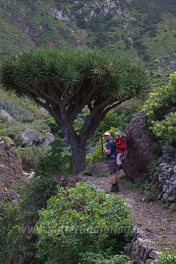 Vandring nordøst på Tenerife.