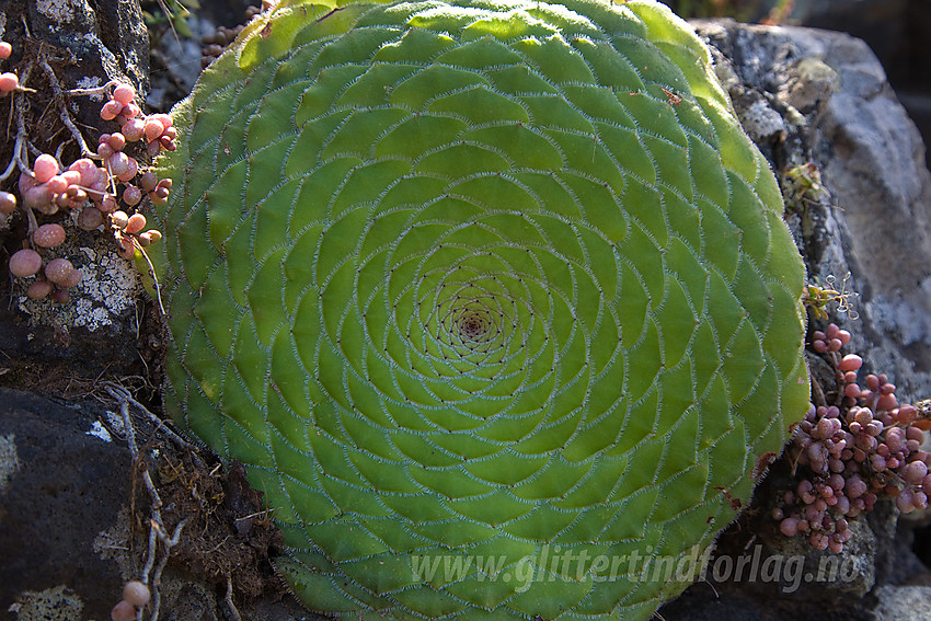 Planter på Tenerife.