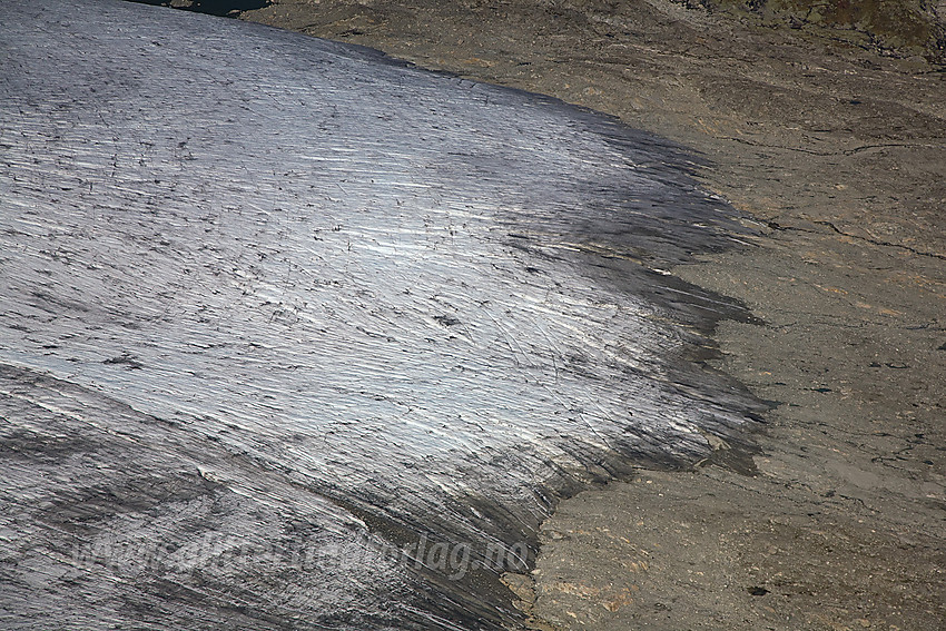 Østlig bretunge på Spørteggbreen.