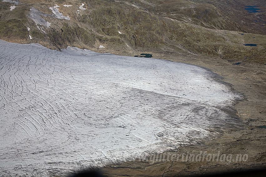 Østlig bretunge på Spørteggbreen.