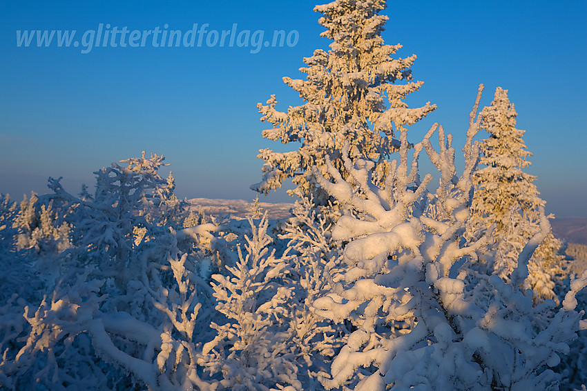 Vintereventyr på Tonsåsen like ved Svartetjernknatten (944 moh).