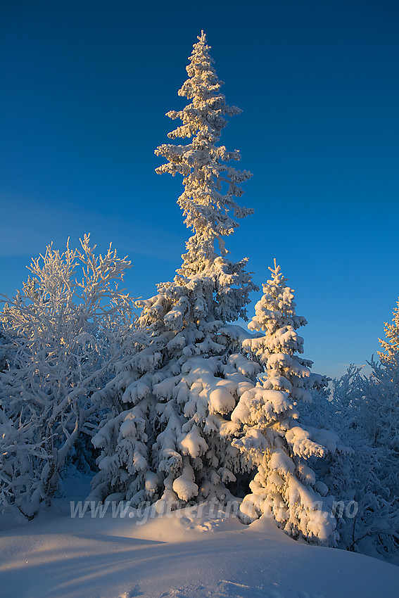 Vintereventyr på Tonsåsen like ved Svartetjernknatten (944 moh).