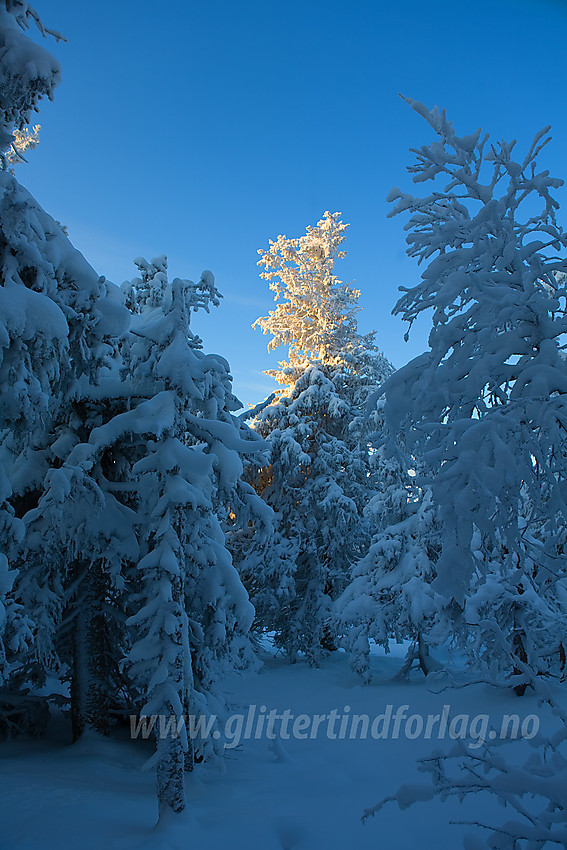 Vintereventyr på Tonsåsen like ved Svartetjernknatten (944 moh).