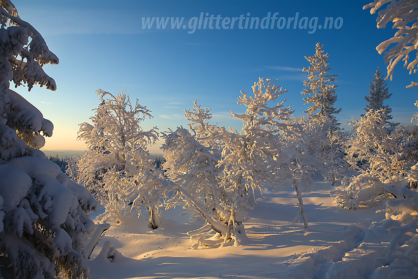 Vintereventyr på Tonsåsen like ved Svartetjernknatten (944 moh).