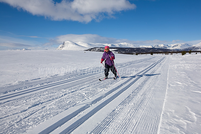 Skiløper på høyda ved Langestølen. Skogshorn ses i bakgrunnen.