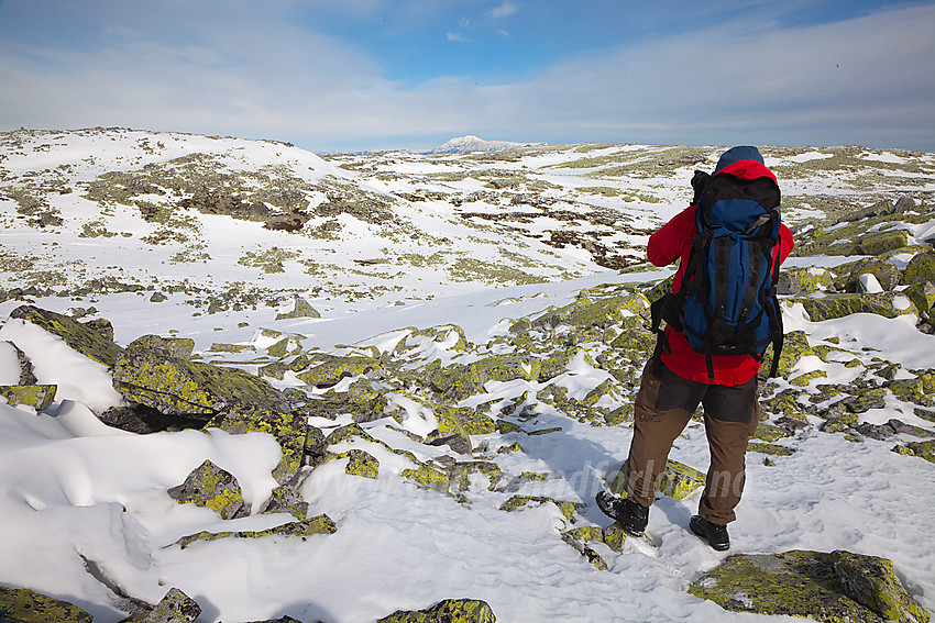 På vei fra Steinfjellet mot Mælefjell (1413 moh). Gaustatoppen ses i det fjerne.