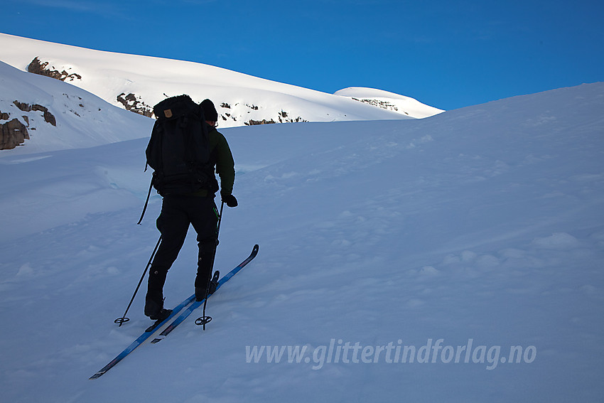 På vei oppover Haugabreen med Snønipa (1827 moh) i bakgrunnen.