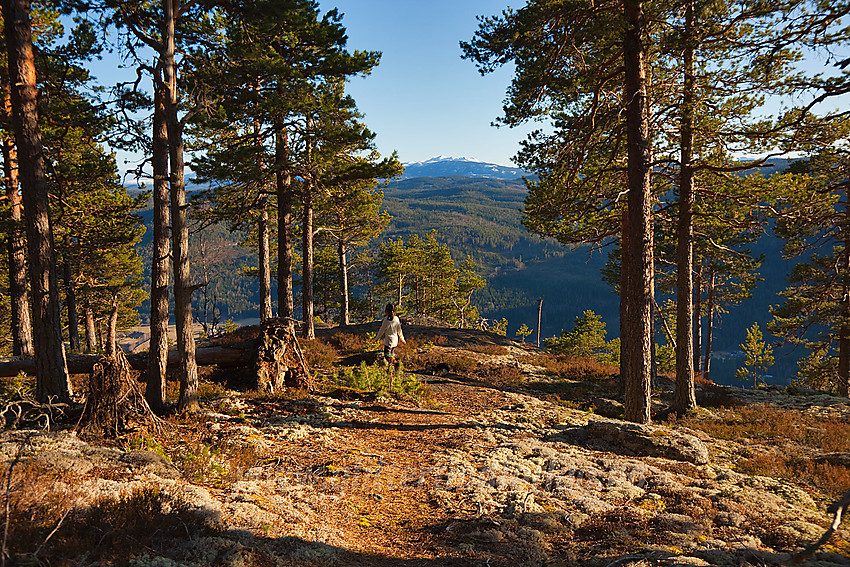 På vei ut til den sørlige utsikten på Puttekollen. I bakgrunnen skimtes Treknatten.