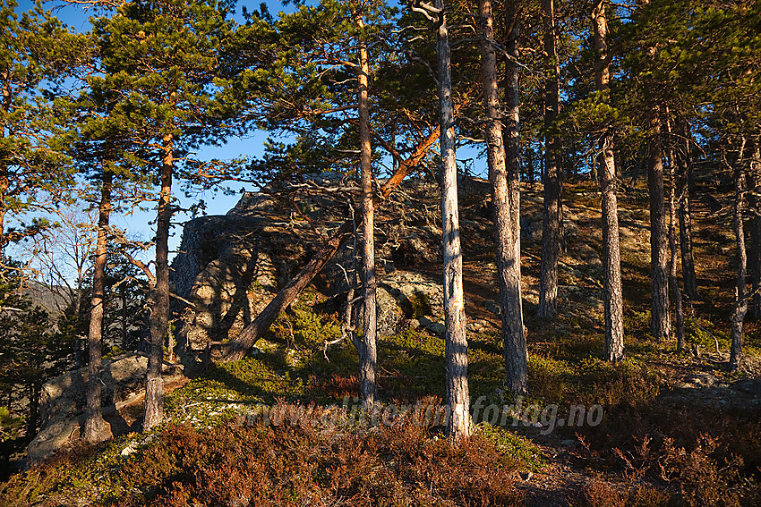 Furuskog på den sørlige utsikten på Puttekollen.