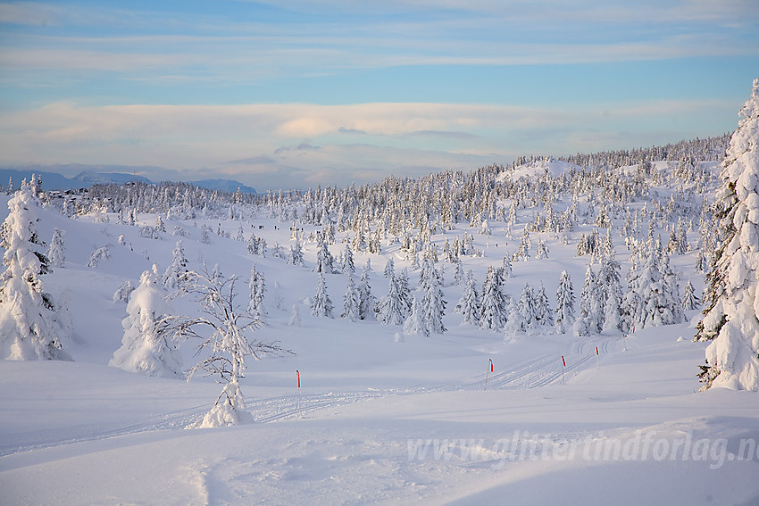 Vinterskog på Aurdalsåsen.