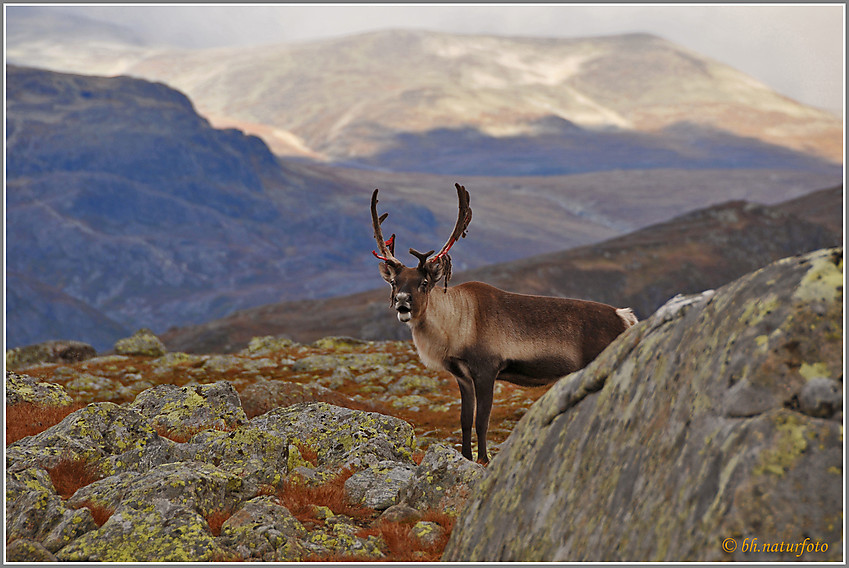 Rein på Valdresflya