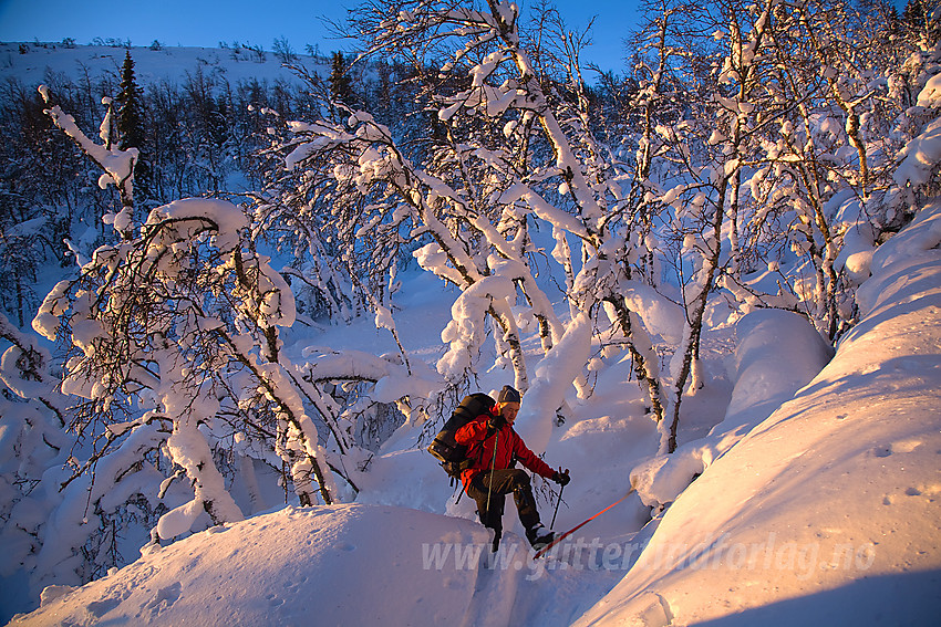 Basking i skogen opp fra Flatvollen på tur til Hallingnatten.