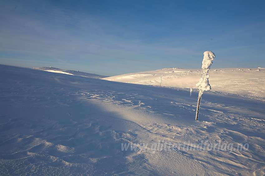 Vinterstaker på fjellet fra Flatvollen over mot Reinsjøen.