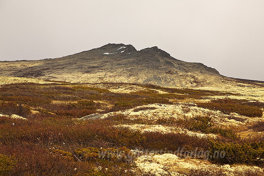 Mot Kviknegråhøe, lite fjell øst-nordøst for Mukampen.