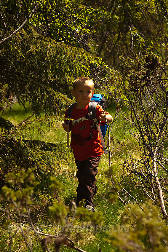 Skogstur like ved Gamlestølen i Etnedal (strengt tatt rett over i Land).