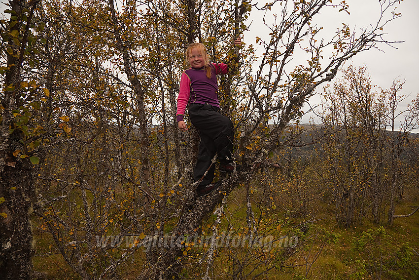 På den navnløse toppen Vest for Makalausfjellet.