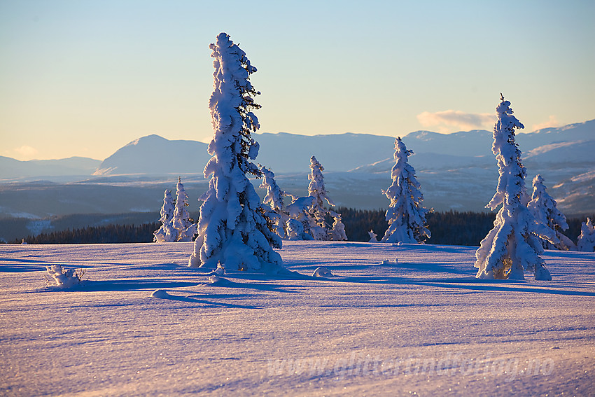 Vinterskog på toppen av Skardåsen.