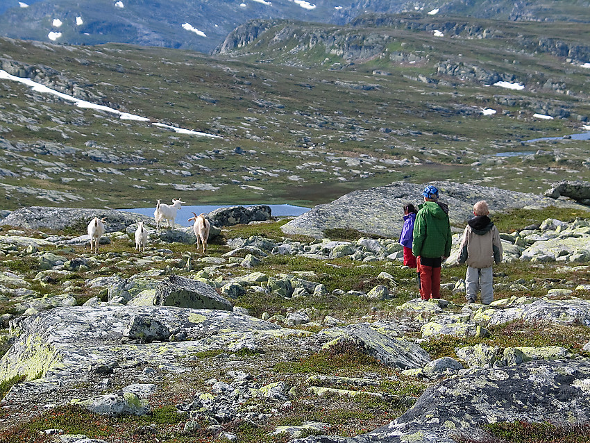 Geiter på toppen av Gravolskampen.