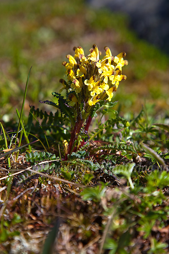 Gullmyrklegg pedicularis oederi