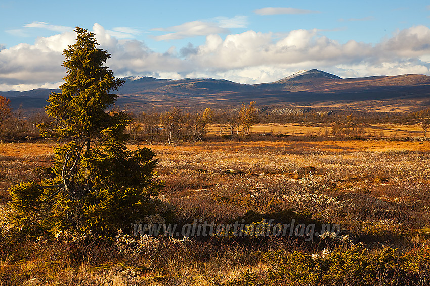 På retur fra Skruvdalstinden mot Langsuene.