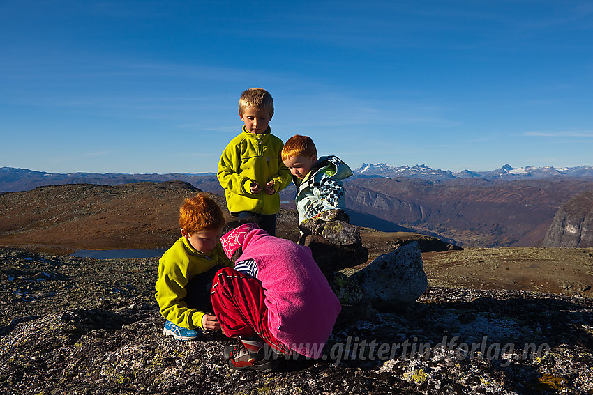 Ivrig lek på toppen av Bergsfjellet.