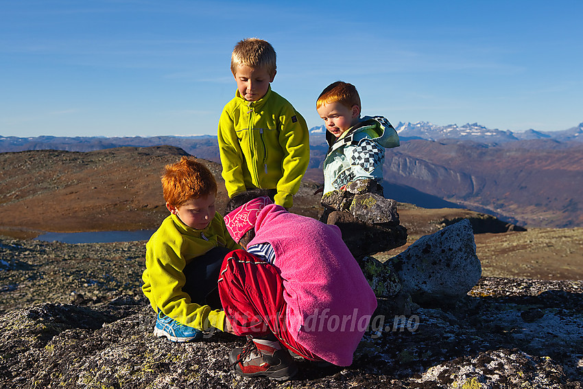 Ivrig lek på toppen av Bergsfjellet.