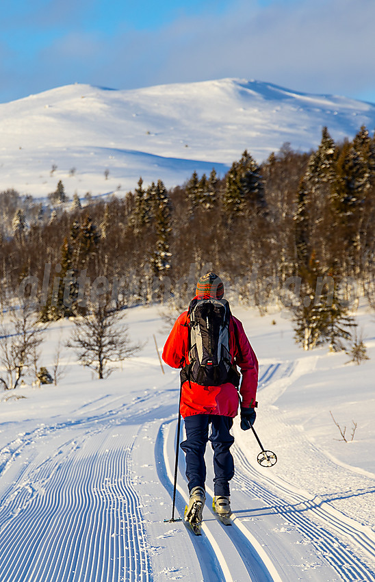 Skiløper i Raudalen med Heimre Kjølafjellet i bakgrunnen. Dette er en del av løypenettet til Yddin og Javnlie løypelag.