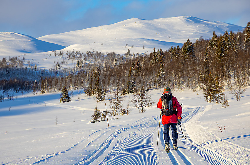 Skiløper i Raudalen med Heimre Kjølafjellet i bakgrunnen. Dette er en del av løypenettet til Yddin og Javnlie løypelag.