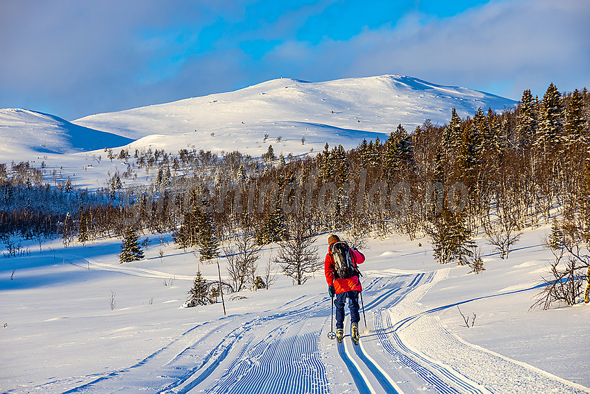 Skiløper i Raudalen med Heimre Kjølafjellet i bakgrunnen. Dette er en del av løypenettet til Yddin og Javnlie løypelag.