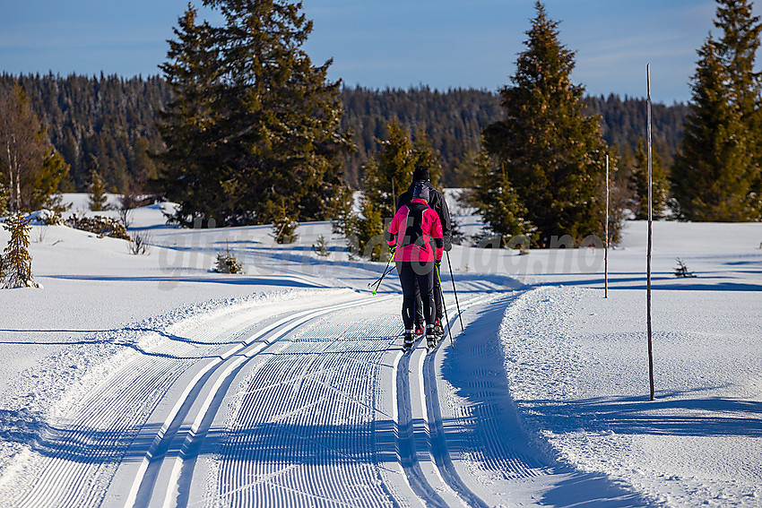 Skiløpere i løypenettet til Stølsvidda løypelag.