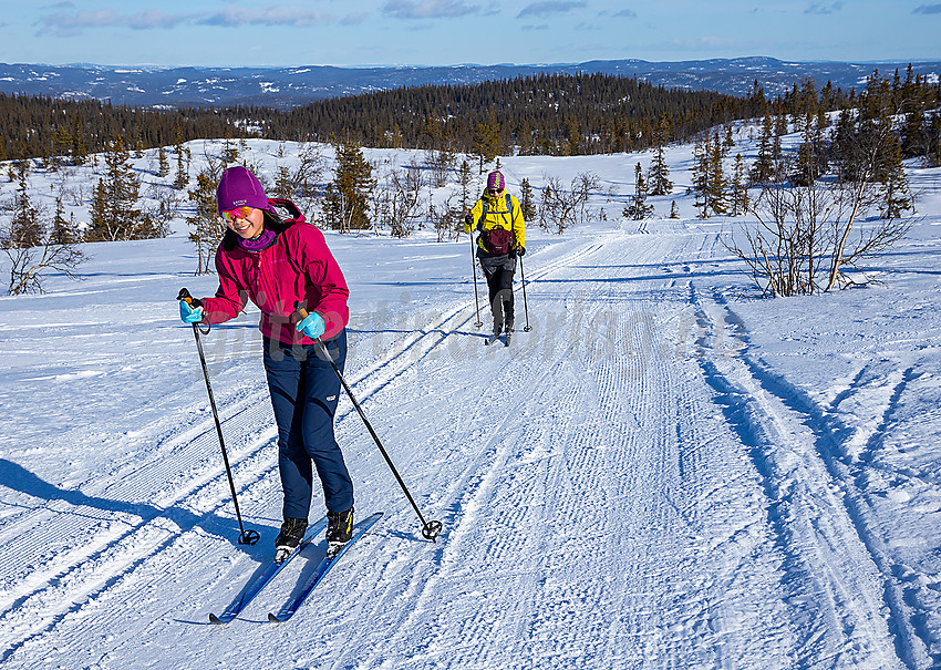 Skiløpere i løypenettet til Hedalen Løypelag.