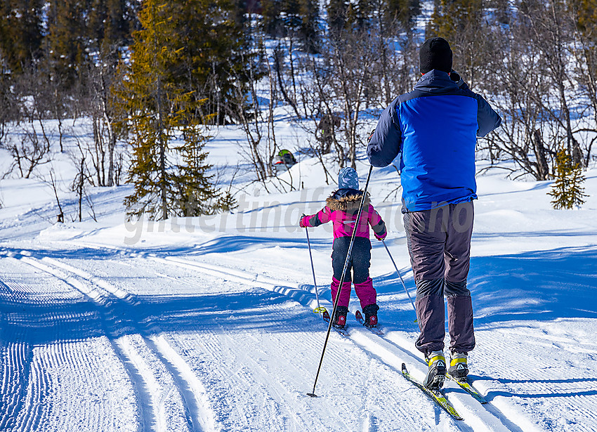 Skiløpere i løypenettet til Hedalen Løypelag.