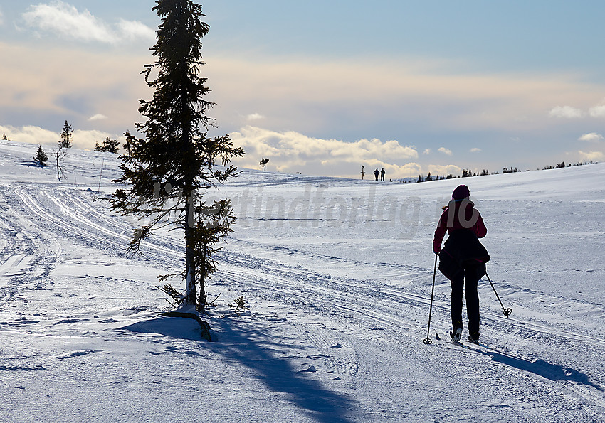 Skiløper i løypenettet til Hedalen Løypelag.