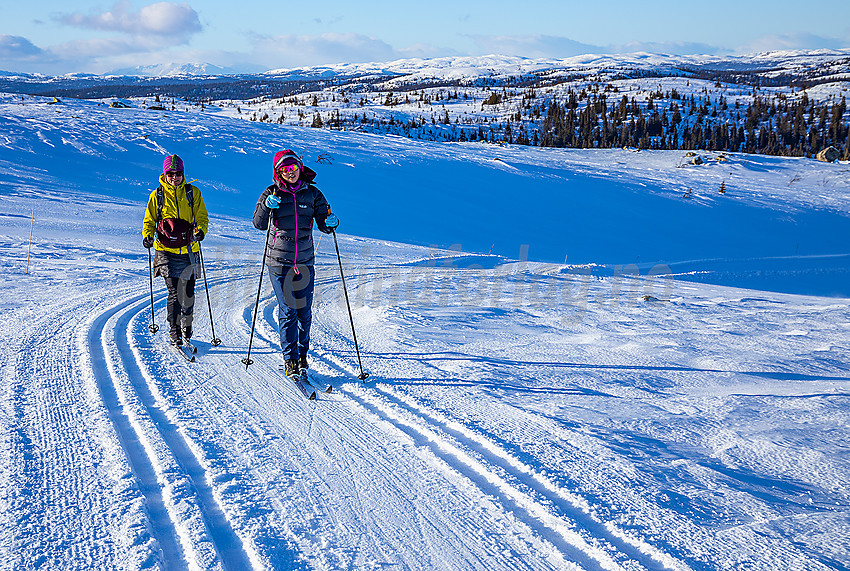 Skiløpere i løypenettet til Hedalen Løypelag.