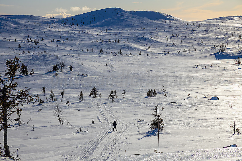 Skiløper på vei mot Surtind i løypenettet til Hedalen Løypelag.