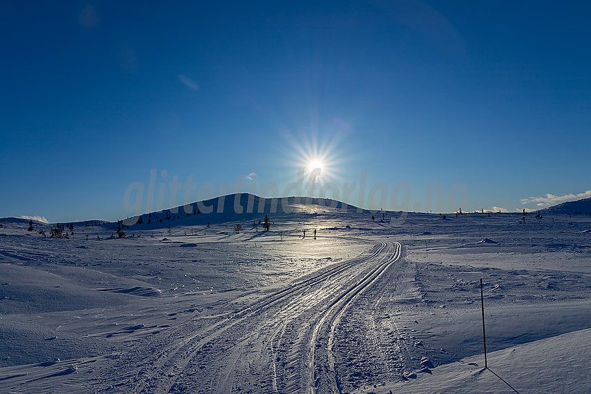 Ved Surtind i løypenettet til Hedalen Løypelag.