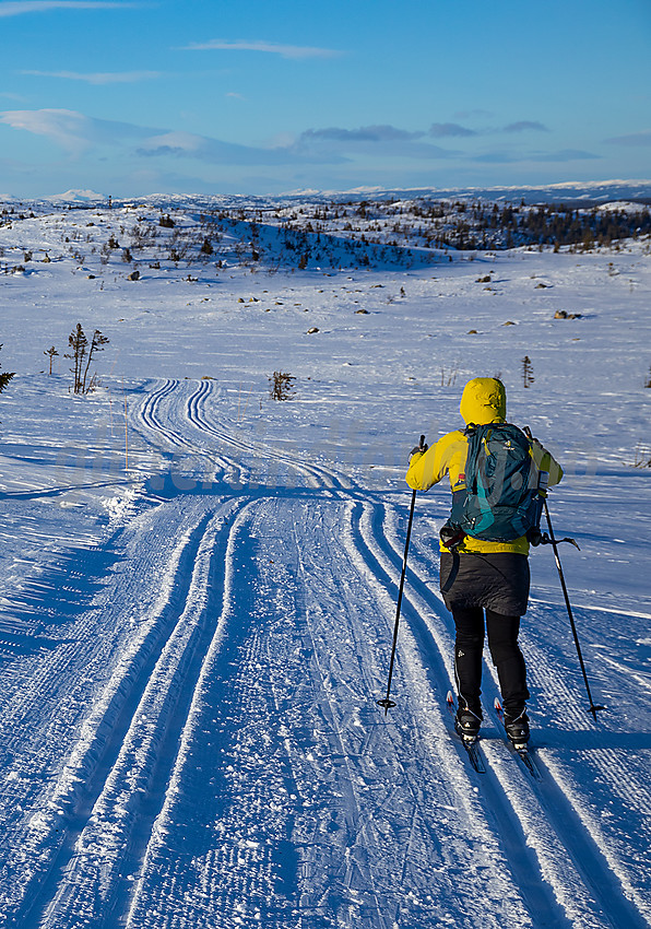 Skiløper i løypenettet til Hedalen Løypelag.