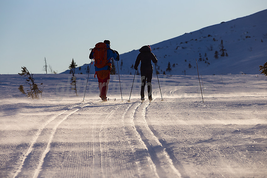 Skiløpere i vindfulle skiløyper i løypenettet til Hedalen Løypelag.