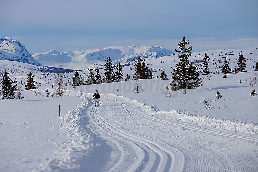 Skiløpere i løypenettet til Vestfjelløypene.