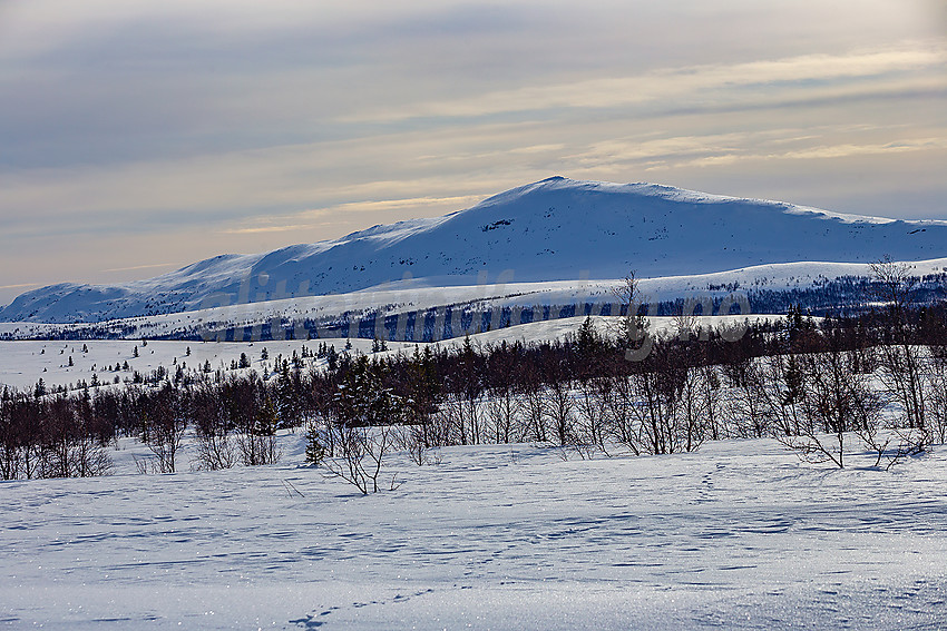 Fra løypenettet til Vestfjelløypene med Grønsennknippa i bakgrunnen.