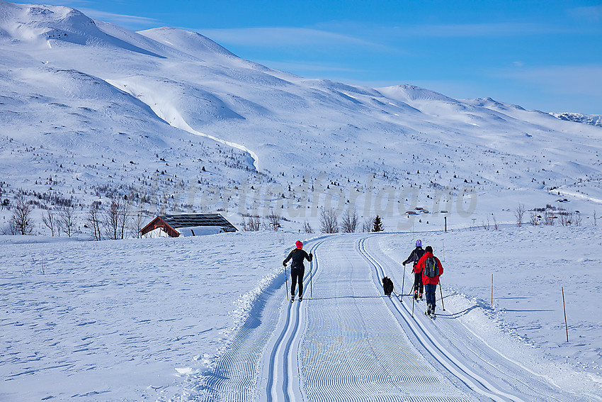 I løypenettet til Vestfjelløypene med Gilafjellet i bakgrunnen.