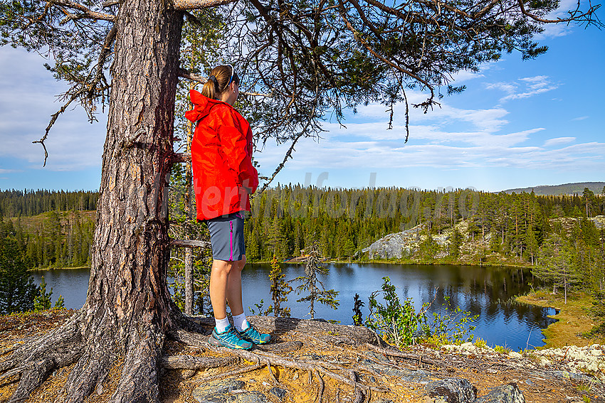 Fra Køltjernberget mot Køltjernet.