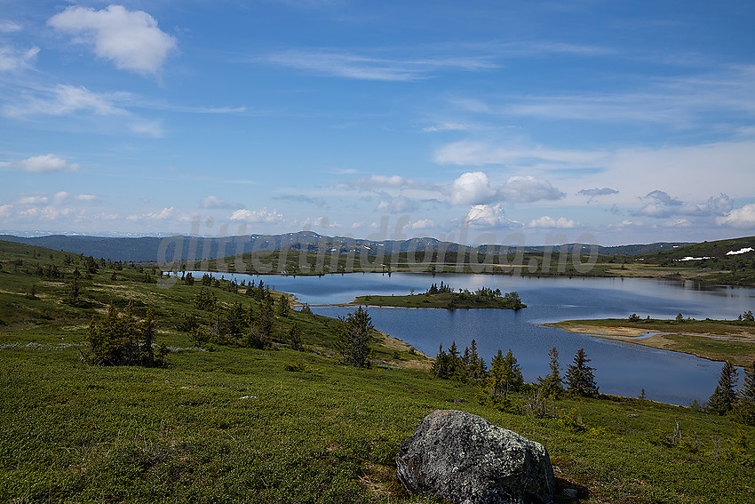 Dansartjerne øst for Rauddalsfjellet.