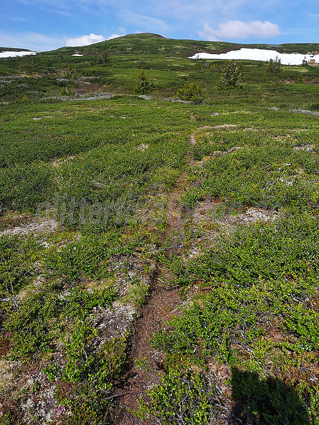 Smal sti på Rauddalsfjellet.