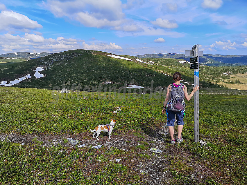 Stidele på Rauddalsfjellet med Grevsjøfjellet bakenfor.