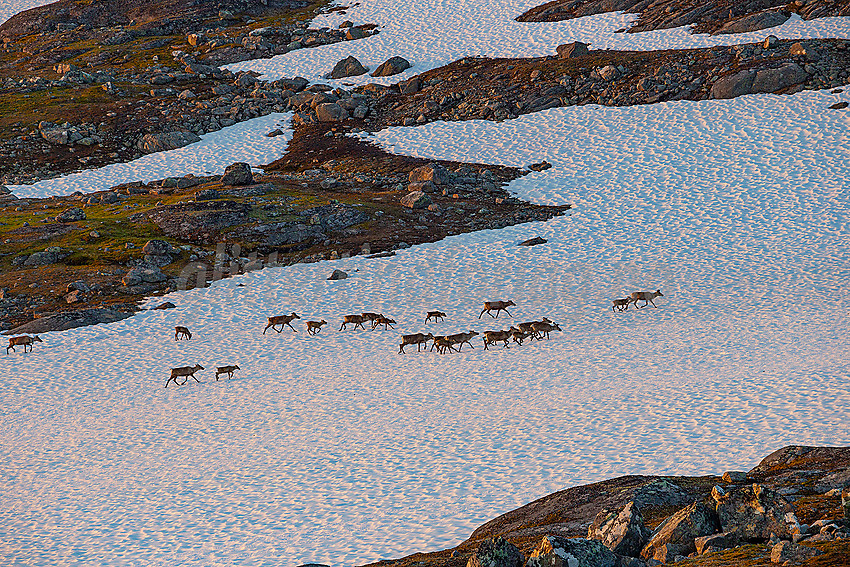 Reinsdyr ved Utsikten nær Eidsbugarden.